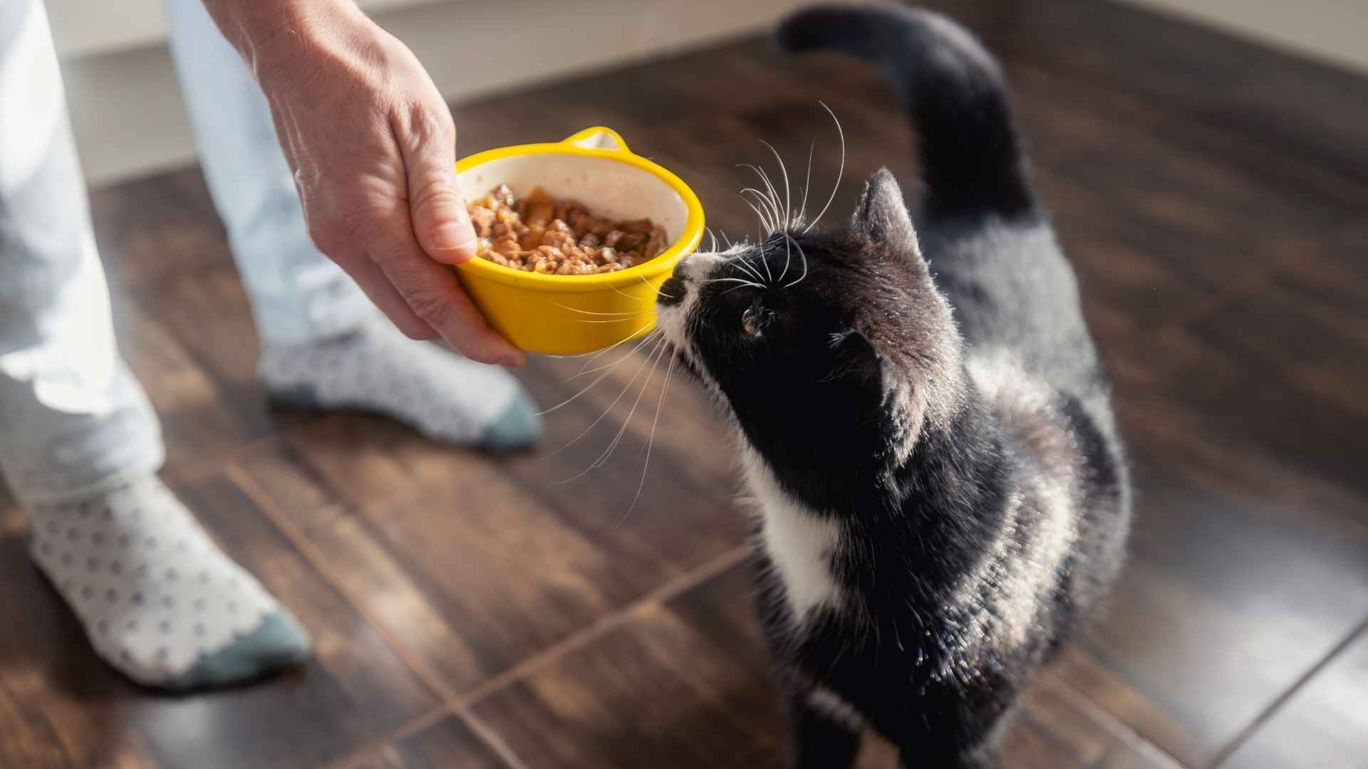 Gato comiendo comida húmeda